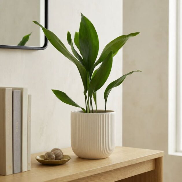cast iron plant