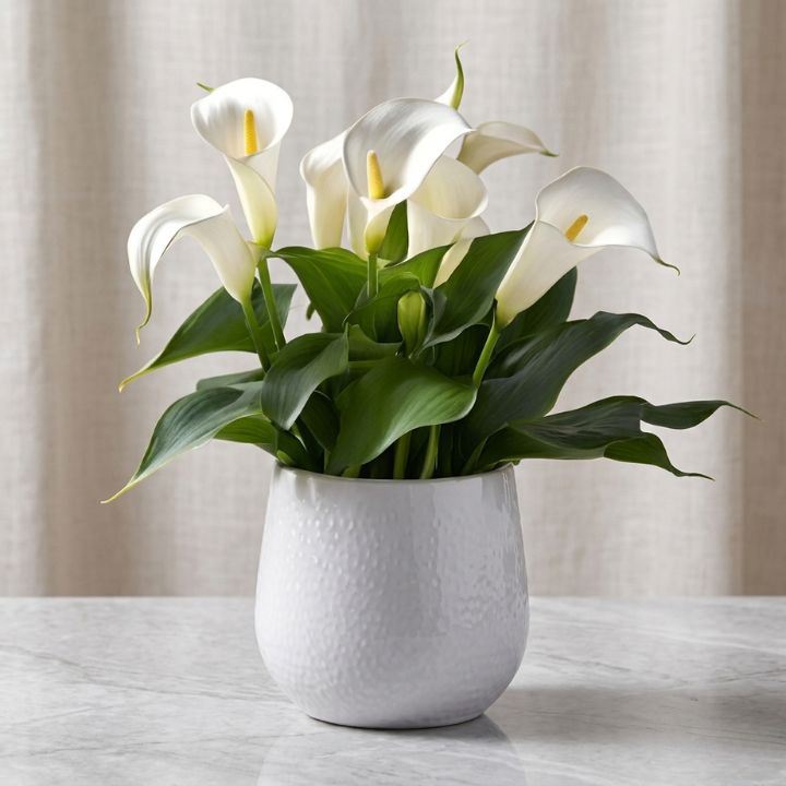Pure White Calla Lily in Textured Ceramic Pot 1 A blooming white calla lily plant growing in a grey textured ceramic pot against a clean background.