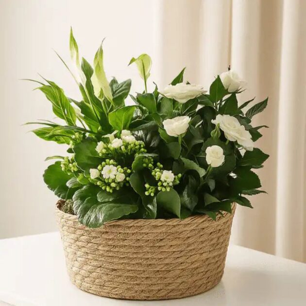 A lush arrangement of white plants for hanging baskets displayed in a natural garden setting for sympathy tributes.