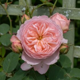English Rose