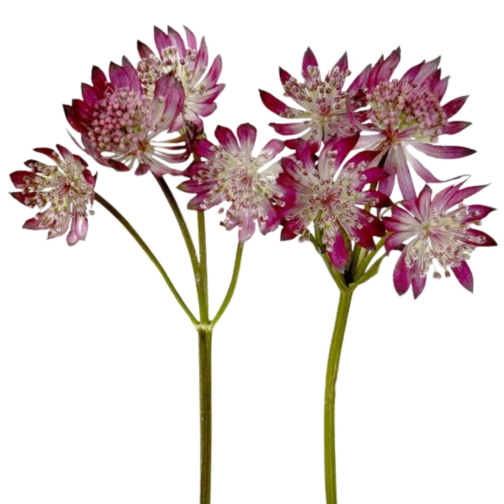 What is a Astrantia Flower