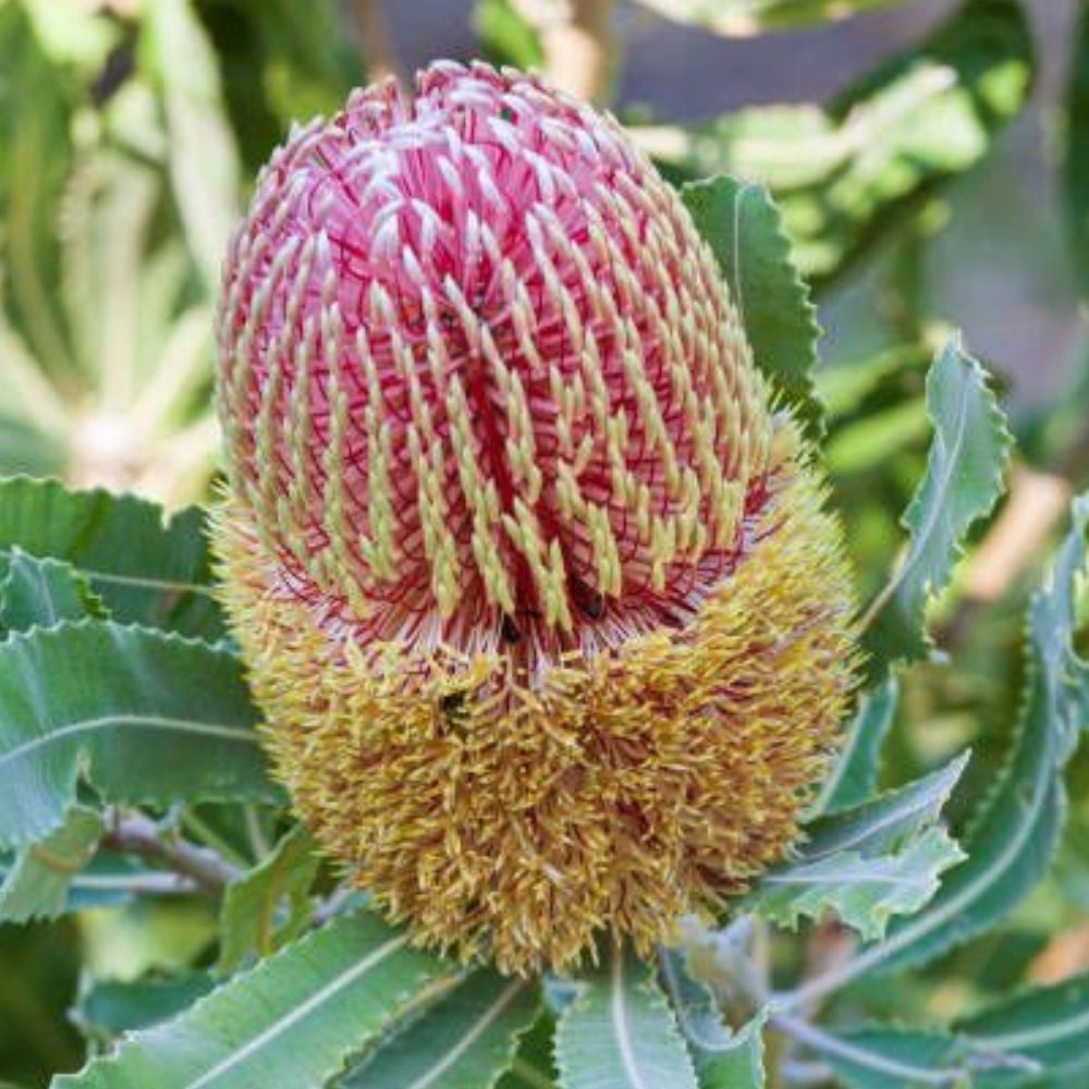What is a Banksia Flower