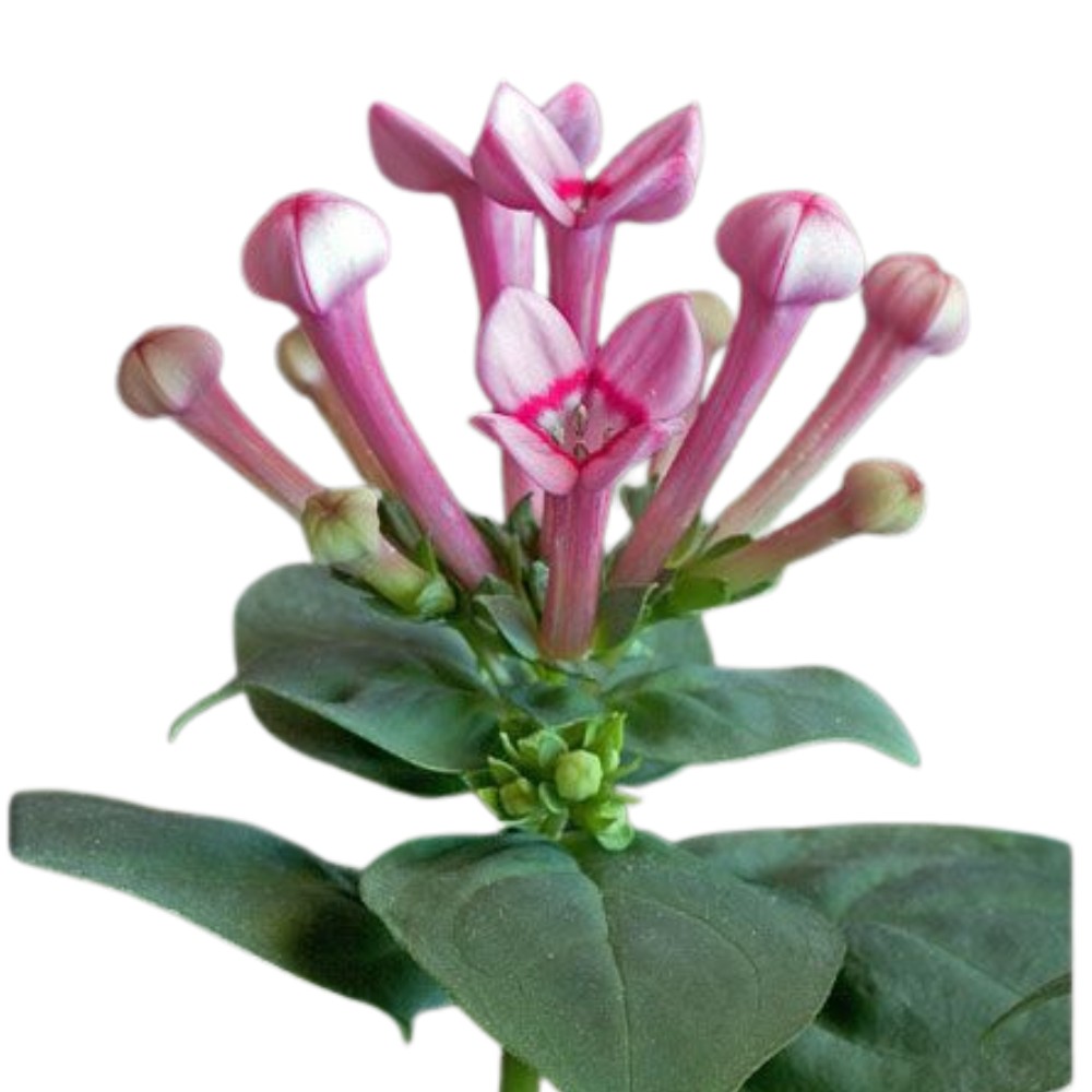 What is a Bouvardia Flower