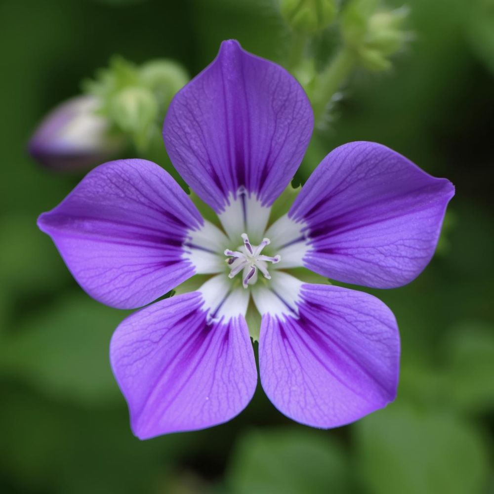 Blog 6 What is a Campanula Flower