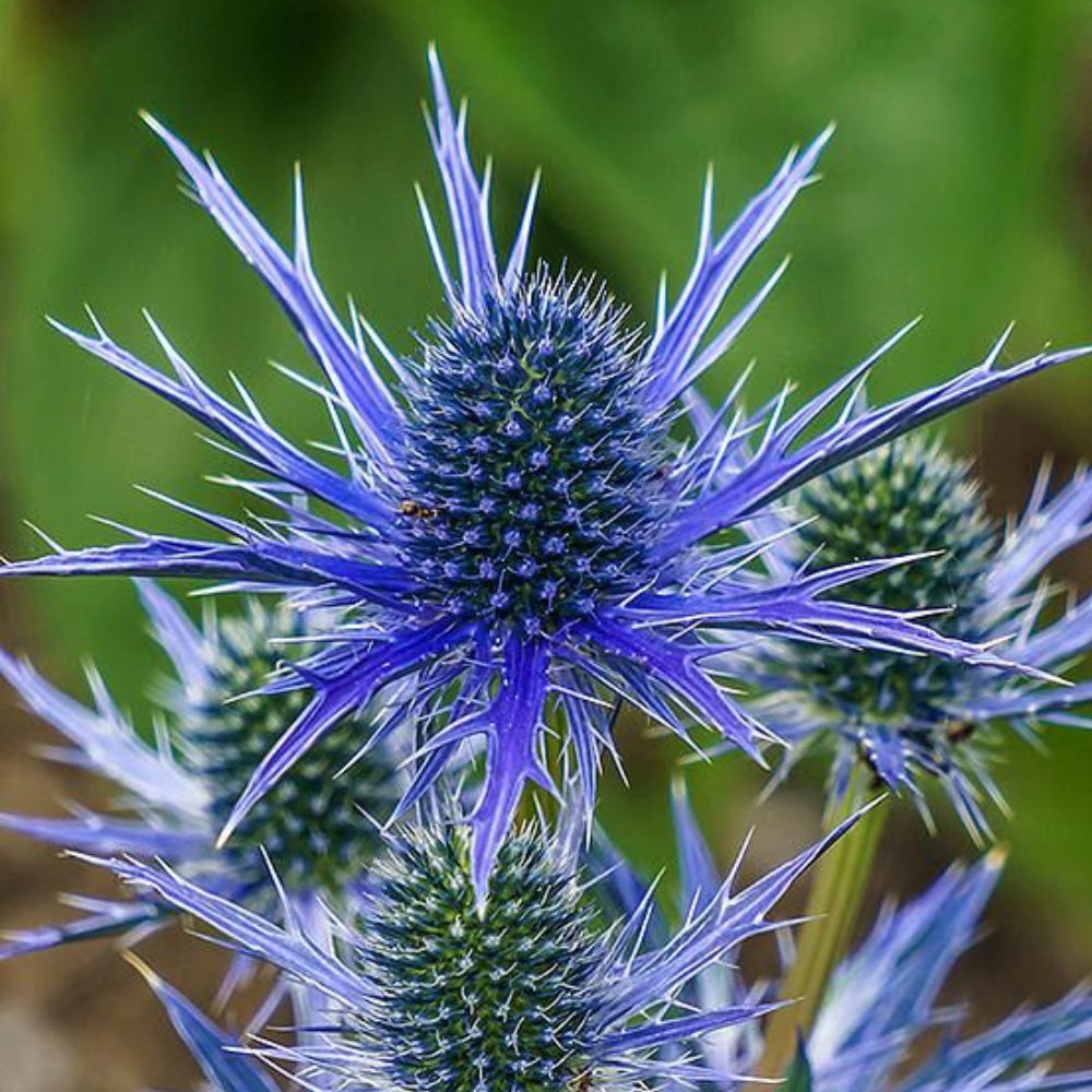 What is a Eryngium Flower