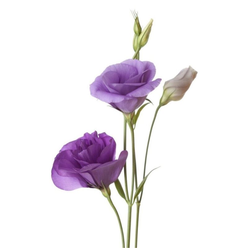 Best Flowers for Valentines Day Besides Roses 4 What is a Lisianthus Flower