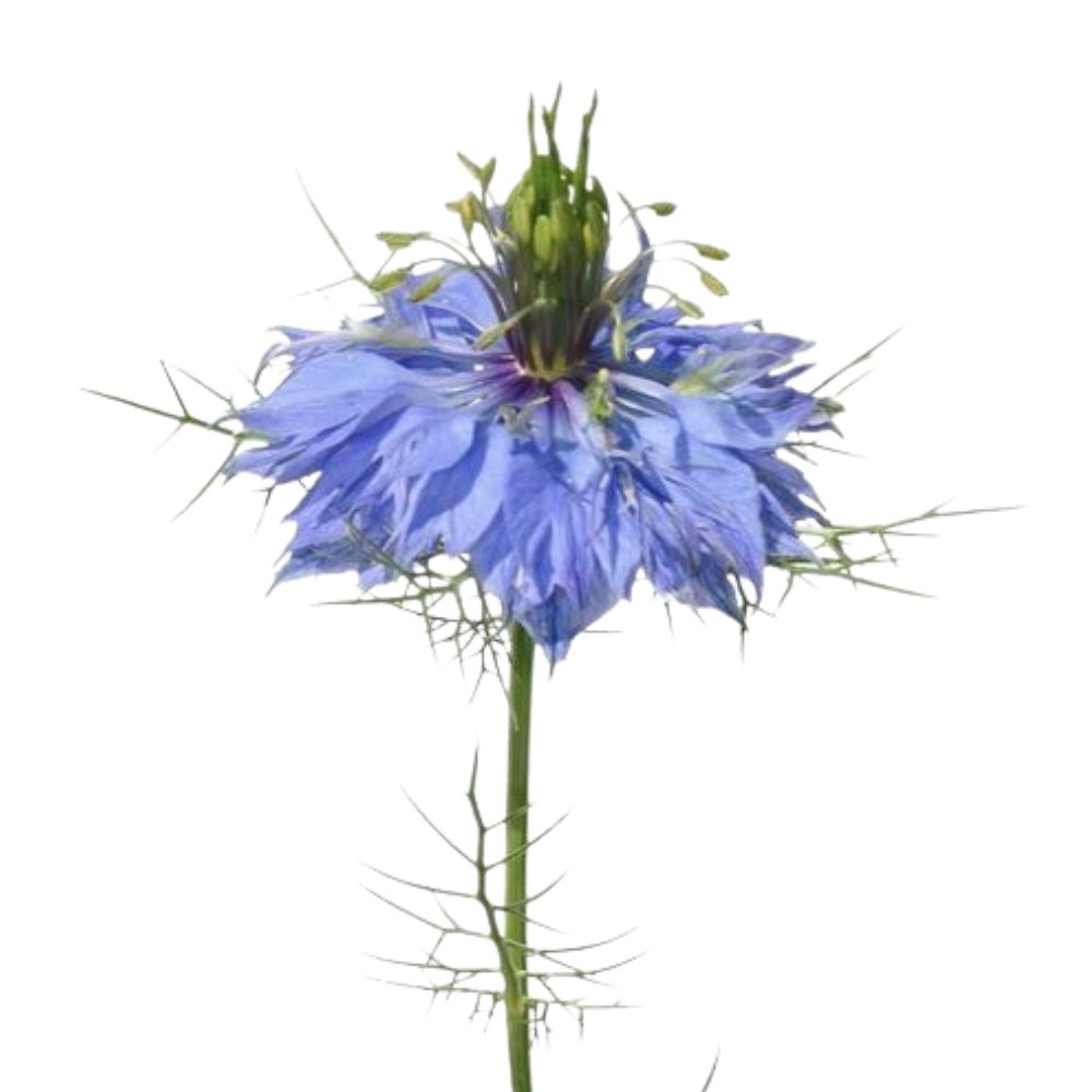 Blog 4 What is a Nigella Flower