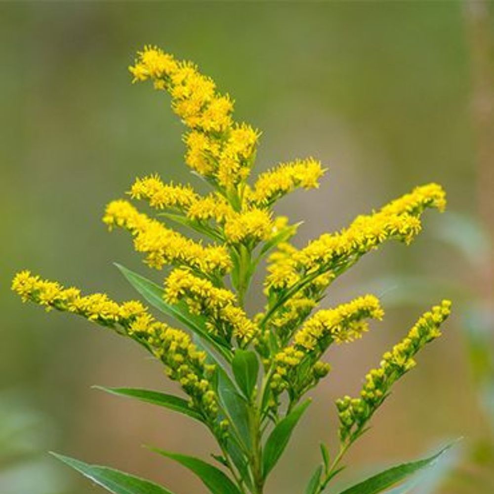 What is a Solidago Flower