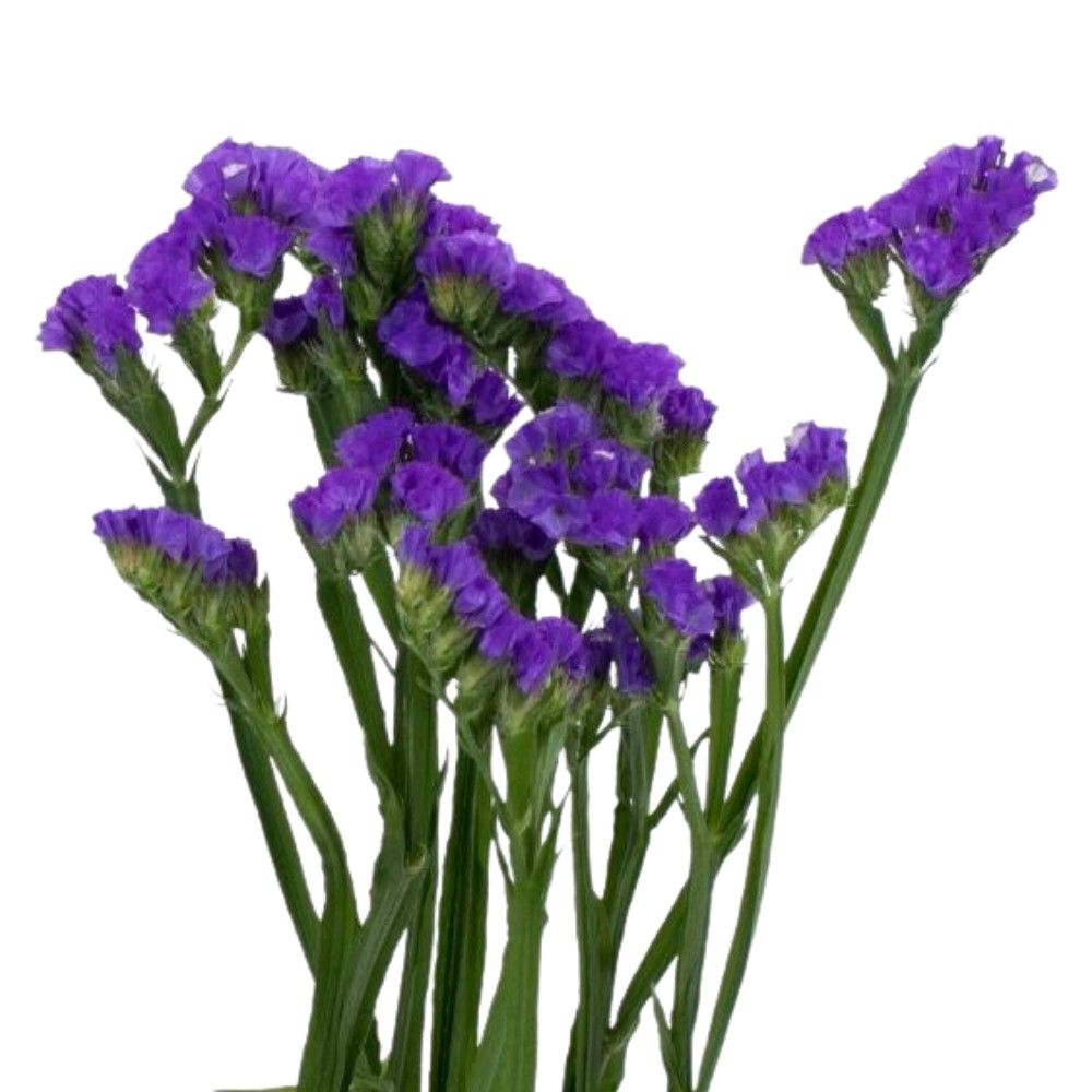 What is a Statice Flower