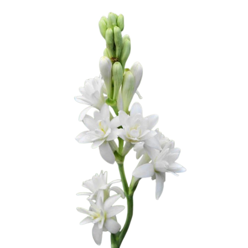 What is a Tuberose Flower