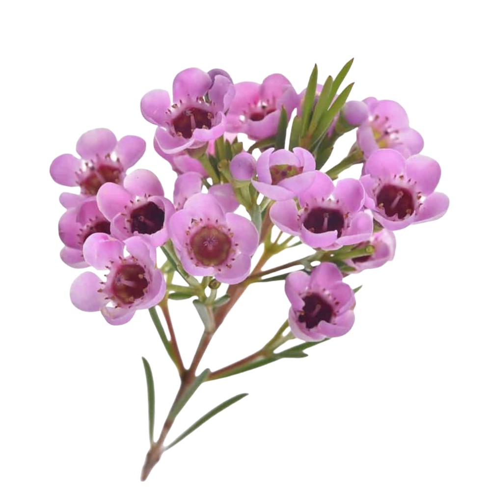 What is a Waxflower Flower