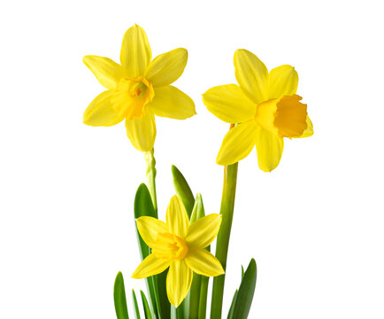 What is the Official Flower of Easter? 4 what is a daffodil