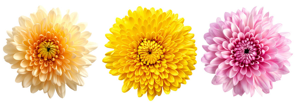 What Is A Chrysanthemum? 2 What Is A Chrysanthemum?