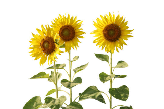 What is a Sunflower 2 know more about sunflower