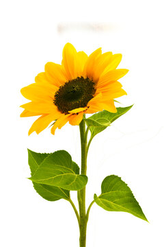 Blog 9 what is a sunflower