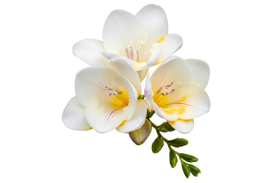 Blog 11 what is freesia