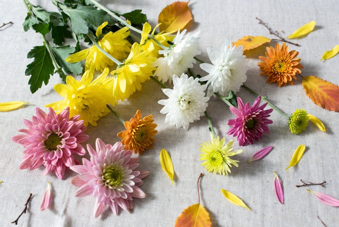 November Birth Flowers 1 November Birth Flowers